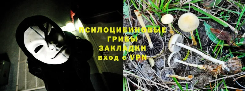 где можно купить   Бородино  Псилоцибиновые грибы Psilocybe 